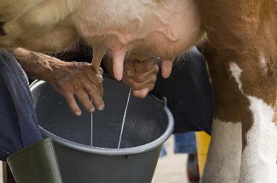 Afbeeldingsresultaat voor melken met de hand