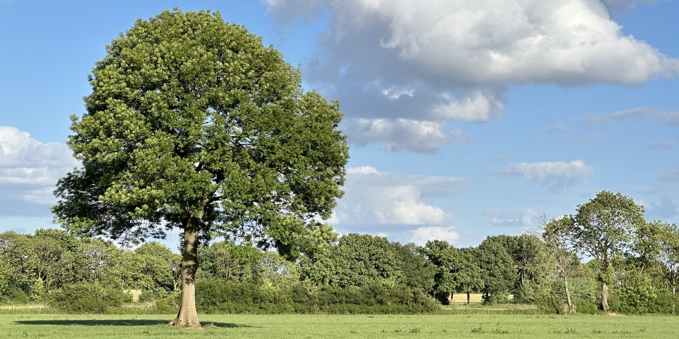 Afbeelding met buitenshuis, gras, wolk, plant